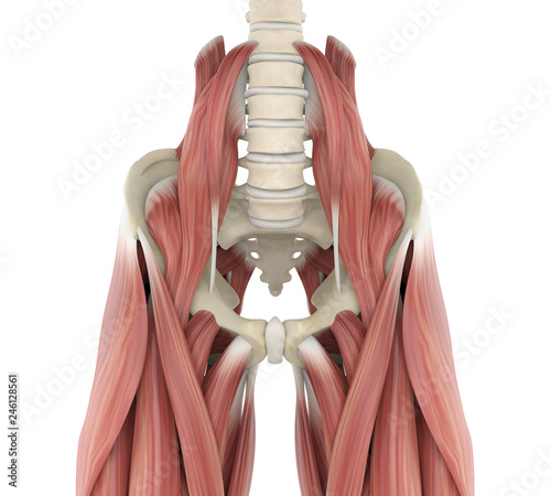 Psoas Muscles Anatomy photo