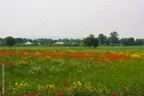 field of red poppies © Feyruz