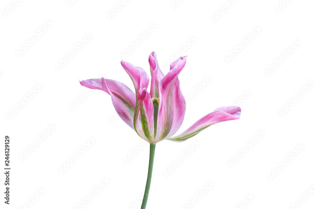 isolated tulip in bloom on white isolated tulip in bloom on white