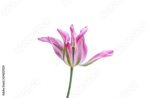 isolated tulip in bloom on white © spetenfia
