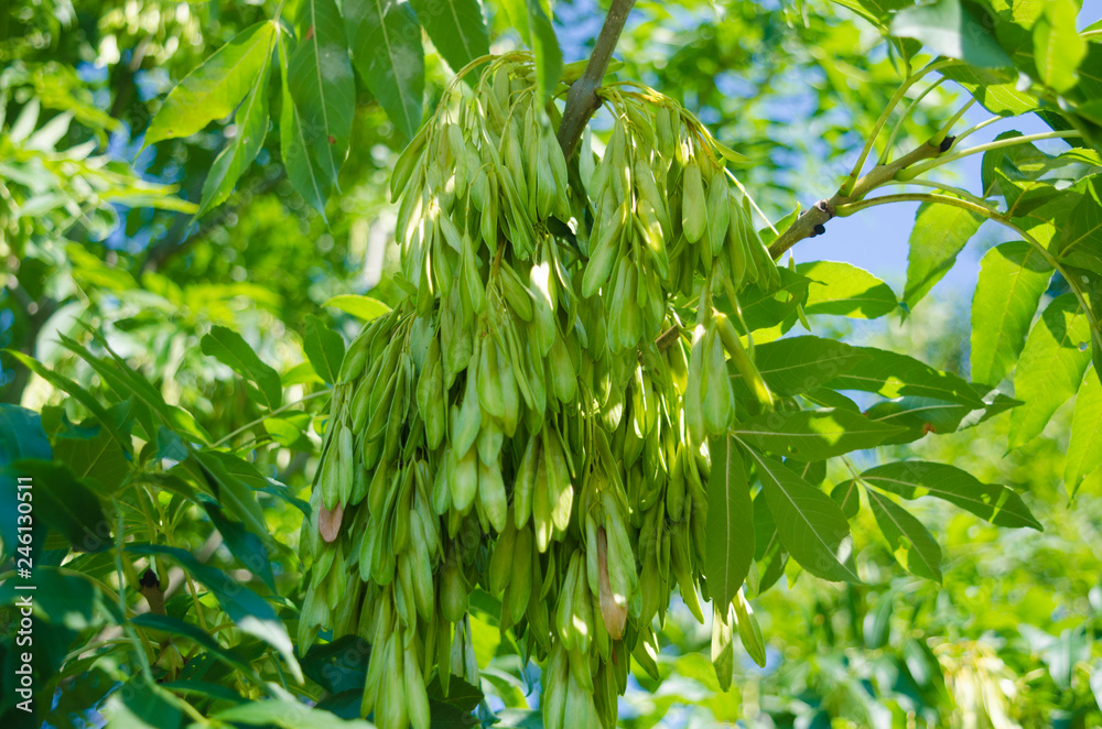 Fraxinus excelsior samaras