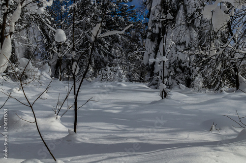 Fototapeta Naklejka Na Ścianę i Meble -  lasz zimą