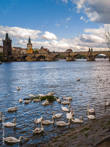 Bridge over Vltava river and swans