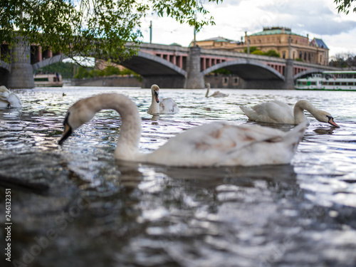 Vltava river and swans