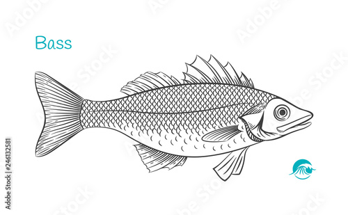 Bass hand-drawn illustration