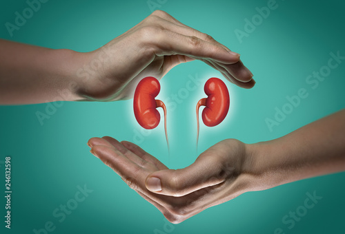 A human kidneys between two palms of a woman on  blue and green background. The concept of a healthy kidneys. photo