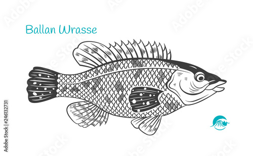 Ballan Wrasse hand-drawn illustration photo