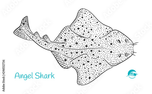 Angel Shark hand-drawn illustration