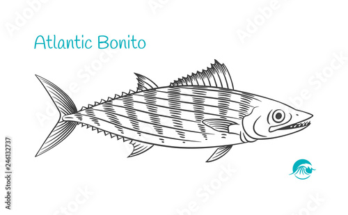 Atlantic Bonito hand-drawn illustration