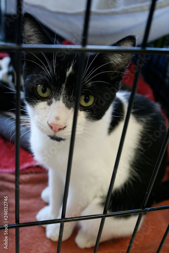 Black and white cat sitting in cage during adopt-a-thon