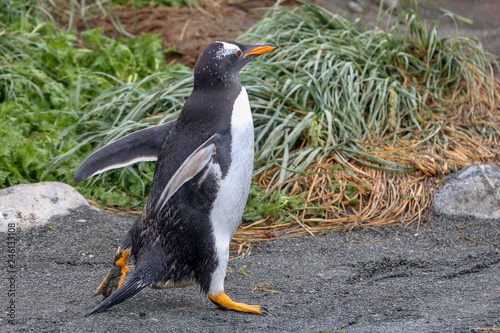 Gentoo Penguin on the move photo