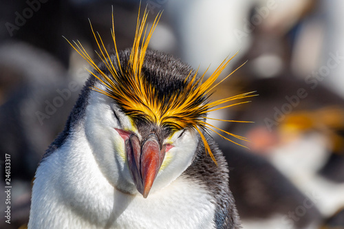 Slika na platnu Royal Penguin dozing