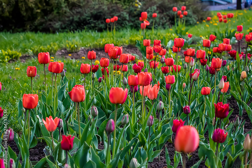Red tulips. Outdoor. Red tulips. Outdoor.