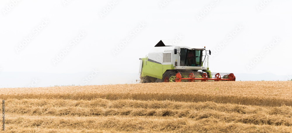 Obraz premium Harvesting of wheat field with combine