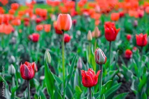Red tulips. Outdoor.
