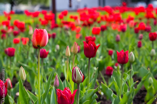 Red  tulips. Outdoor.