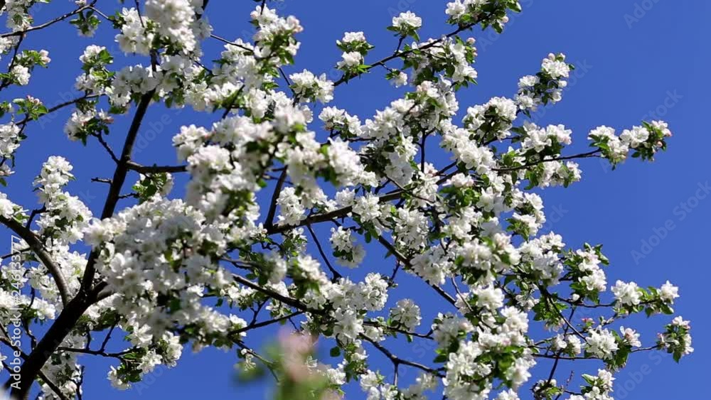 Blooming apple tree on a background of blue sky, medium plan.
