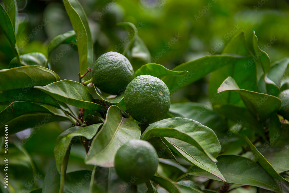 Citrus fruits. Green tangerines on the branch. Citrus fruits. Green tangerines on the branch.