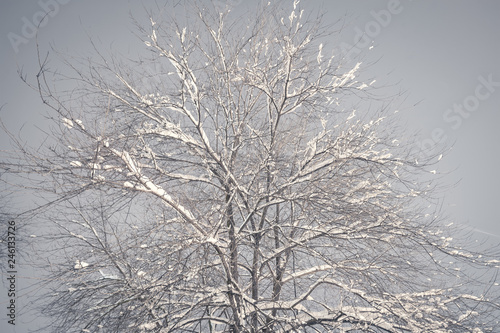 Winter in the nature, Frozen tree branch in the park or forest with snow and ice hoarfrost on the cold misty winter night image in nature © Srdjan