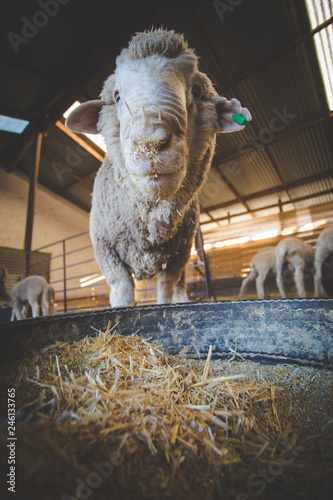 Close up image of a Merino sheep in a shed, in the Karoo region of south africa, getting ready to be sheered and the wool exported photo