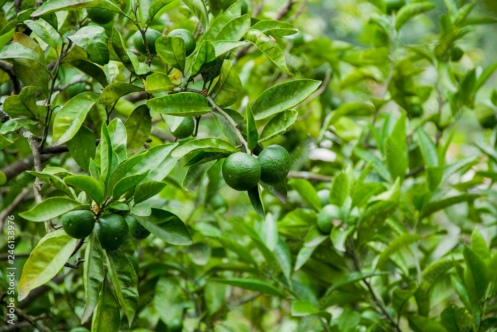 Citrus fruits. Green tangerines on the branch. Citrus fruits. Green tangerines on the branch.