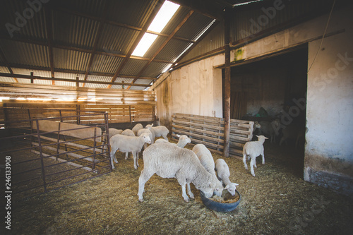 Close up image of a Merino sheep in a shed, in the Karoo region of south africa, getting ready to be sheered and the wool exported photo