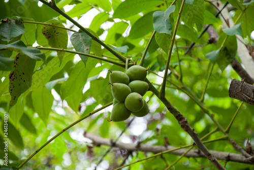 Walnuts green on a bush in a bunch