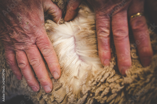 Close up image of the old hands of a Karoo farmer checking the quality of his Merino wool sheep's wool.