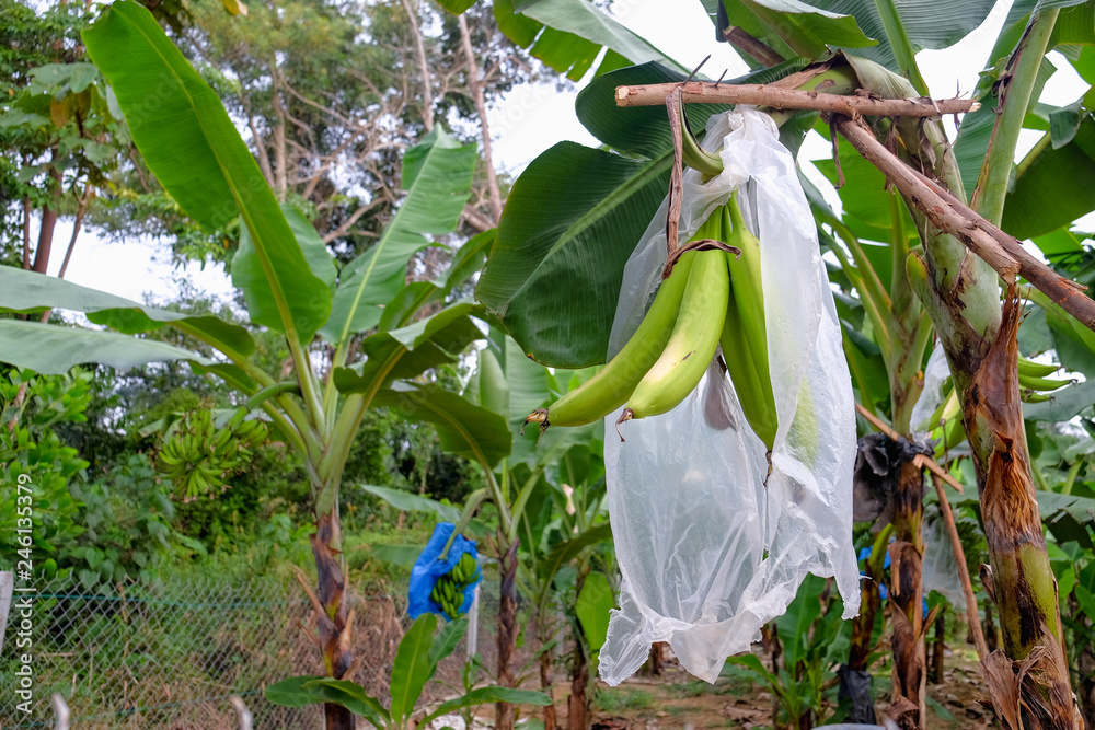 Horn plantain or Pisang Tanduk (Malaysia/Indonesia), Kluai Nga Chang