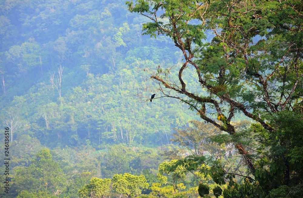 A Lonely Bird In The Jungle A Lonely Bird In The Jungle