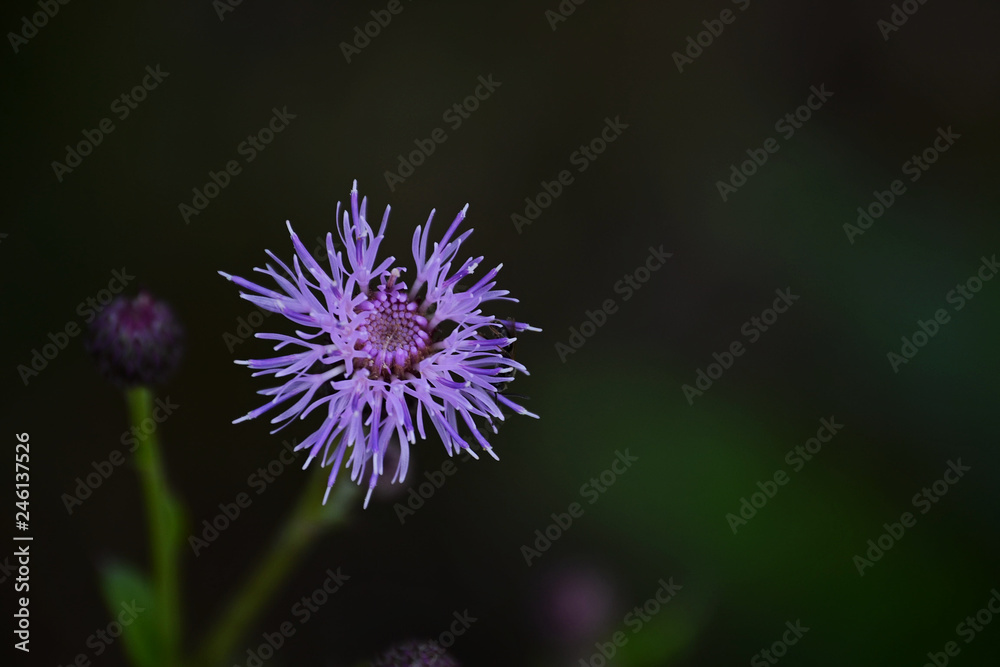 purple flower on green background purple flower on green background