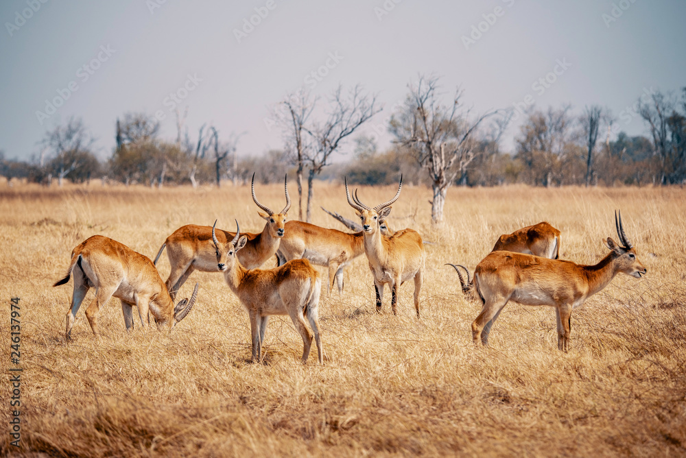Gruppe Roter Letschwe Antilopen im Grasland des Moremi Nationalparks, Okavango Delta, Botswana Gruppe Roter Letschwe Antilopen im Grasland des Moremi Nationalparks, Okavango Delta, Botswana