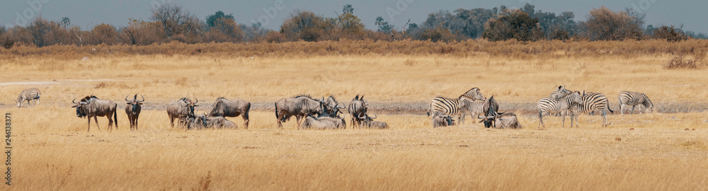 Eine Gruppe Zebras und Gnus im Grasland des Moremi Nationalparks, Okavango Delta, Botswana Eine Gruppe Zebras und Gnus im Grasland des Moremi Nationalparks, Okavango Delta, Botswana