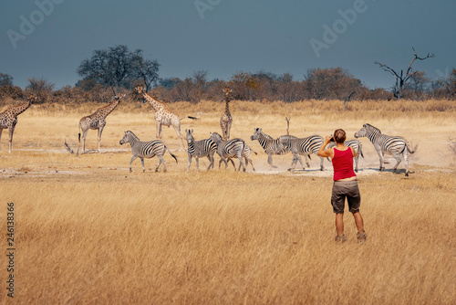 Eine Frau in rot fotografiert eine Herde Zebras und Giraffen im Grasland des Moremi Nationalparks, Okavango Delta, Botswana photo