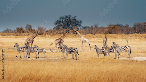 Eine Gruppe Zebras und Giraffen im Grasland des Moremi Nationalparks  Okavango Delta  Botswana