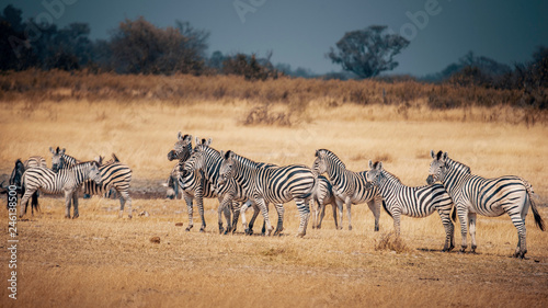 Eine Gruppe Zebras im Grasland des Moremi Nationalparks  Okavango Delta  Botswana