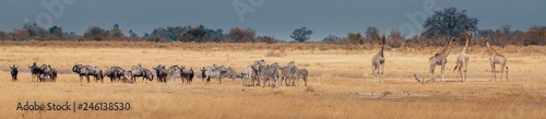 Gro  es Panorama - Eine Herde Zebras  Gnus und Giraffen im Grasland des Moremi Nationalparks  Okavango Delta  Botswana
