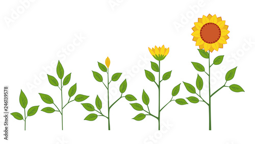 Vector sunflower plant growth stages concept, abstract flower symbols isolated on white background. Sunflower life cycle. Flat style.