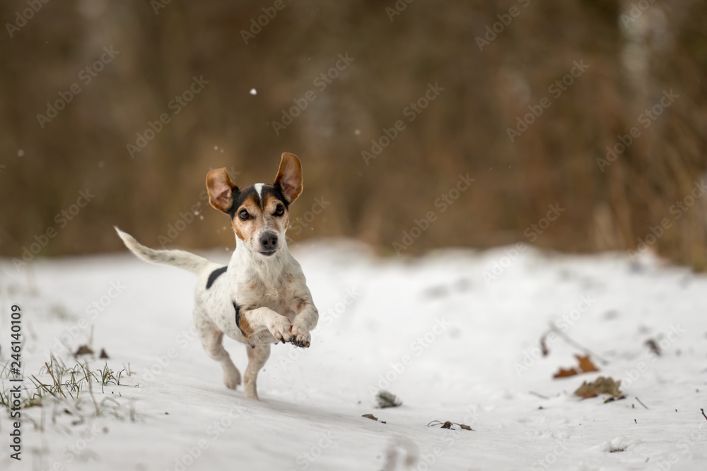 Jack Russell Terrier dog is racing fast over a snowy winter path Jack Russell Terrier dog is racing fast over a snowy winter path