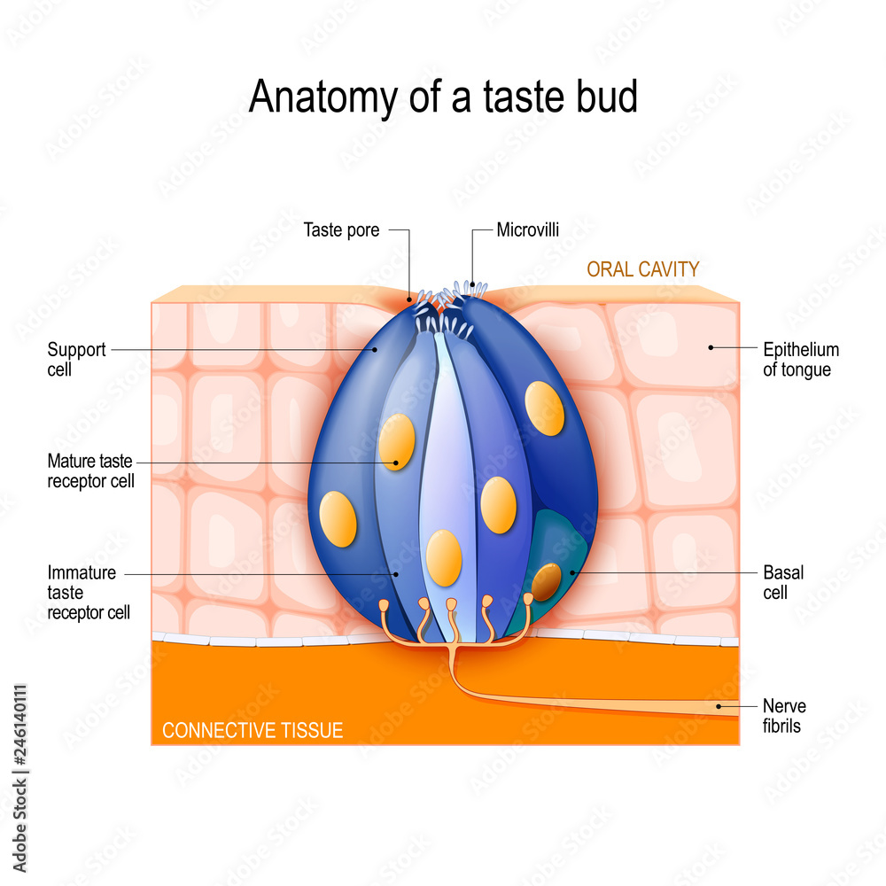 Fototapeta premium Taste bud. Mature and Immature taste Receptor, Support and Basal Cells, Epithelium Of tongue.