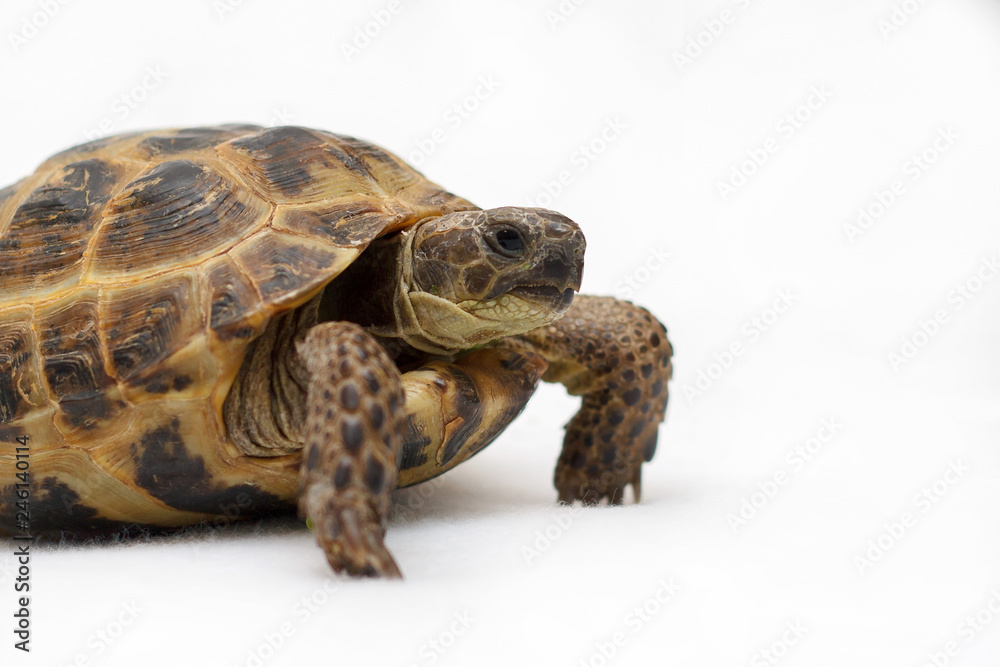 Naklejka premium Central Asian land tortoise on white background