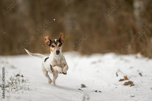Fototapeta Naklejka Na Ścianę i Meble -  Jack Russell Terrier dog is racing fast over a snowy winter path