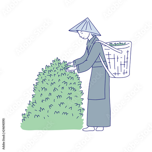 Chinese woman collects harvests tea leaves from bush. Vector line art people in traditional costume asian agricultural culture.
