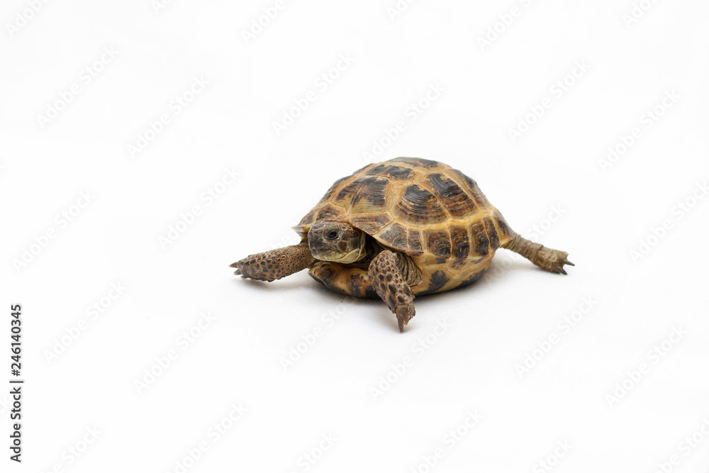 Naklejka premium Central Asian land tortoise on white background