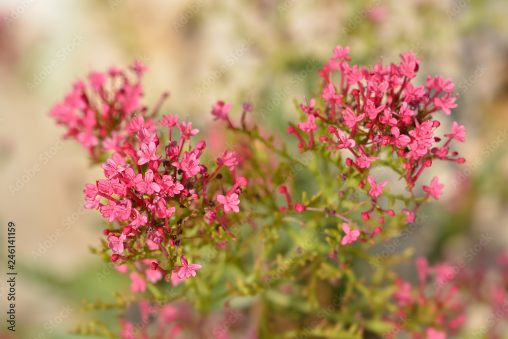Red valerian Red valerian