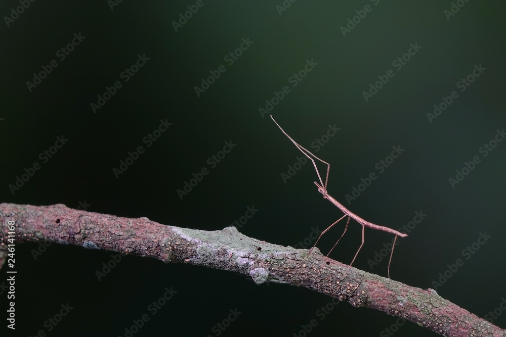 Walking stick insect or Phasmids (Phasmatodea or Phasmatoptera) also