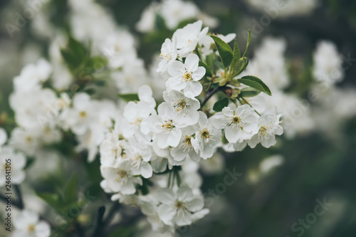 Cherry flowers frame