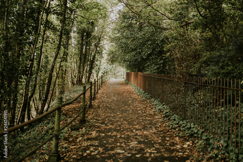 Green track corridor across the forest, with trees and folliage.