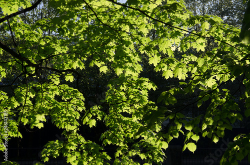 Many young green maple leaves on the branches illuminated by the sun in the spring © Dmitriy Os Ivanov