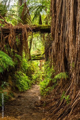 The Redwoods in Rotorua